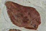 Four Fossil Leaves (Beringiaphyllum & Davidia) - Montana #223795-2